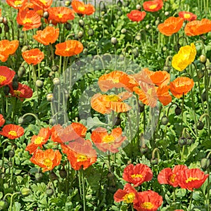Red and orange poppies in the flowerbed lined with bright sun