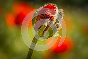 Red orange poppies growing in meadow