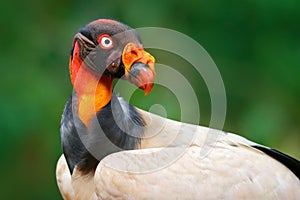 Red orange portrait condor. King vulture, Sarcoramphus papa, large bird found in Central and South America. Flying bird, forest in photo