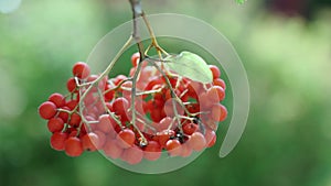 red orange ripe berries in a bunch on a blurred green background of rowan berries ash berry tree