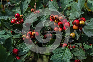 Red orange ripe hawthorn berries, branches with bunches, among green carved leaves on tree in summe