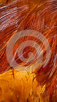 red and orange rooster feathers. background or texture