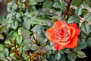 Red - orange rose on blurred background. Green life style romance in the home gardening. Red roses bush branch. Romantic scene