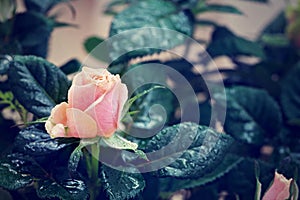 Red and orange rose flower close-up photo with shallow depth of