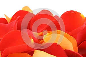 Red and orange rose petals