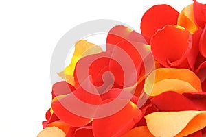 Red and orange rose petals