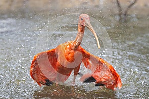 The red-orange scarlet ibis is playing in the water