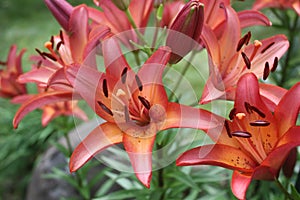 Red / Orange Summer Lillies