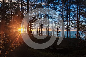 Red orange sunset through the trees on the Baltic sea.