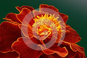 Red-orange Tagetes flower very close up on dark green background