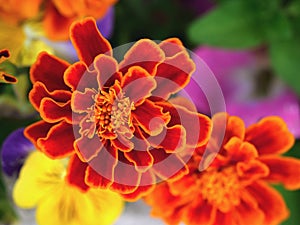 Red and orange terry flower macro for background. The yellow center of the flower and a thin yellow border on the petals, merigold