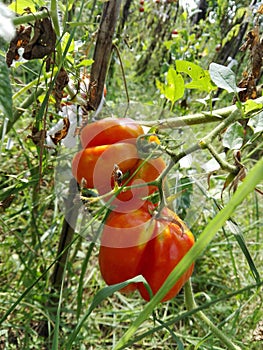Red and orange tomates
