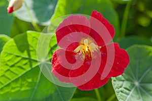 Red orange Tropaeolum `Cherry Rose Jewel` Nasturtium flower portrait, close up