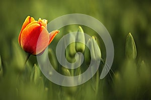 Red and orange tulip bloom, red beautiful tulips field in spring time with sunlight, floral background, garden scene, Holland, Net