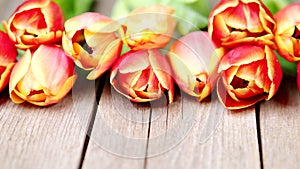 Red and orange tulip flowers in a row on wooden background in 4K VIDEO. Spring flowers.