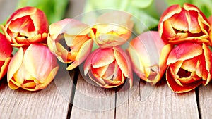 Red and orange tulip flowers in a row on wooden background in 4K VIDEO. Spring flowers.