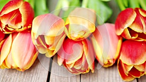 Red and orange tulip flowers in a row on wooden background in 4K VIDEO. Spring flowers.