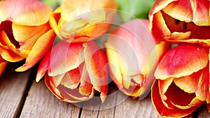 Red and orange tulip flowers in a row on wooden background in 4K VIDEO. Spring flowers.