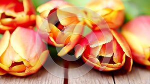 Red and orange tulip flowers in a row on wooden background in 4K VIDEO. Spring flowers.