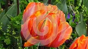 Red orange Tulipa \'Prinses Irene\' in a garden bed in spring combination planting.