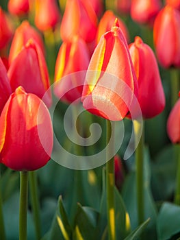 Red orange tulips in close up