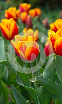 Red-orange tulips in the garden