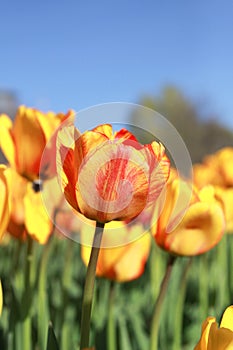 Red-orange tulips in garden