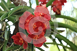 Red orange vanda orchid, natural garden scene