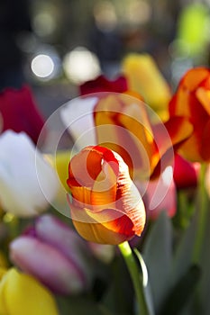 Red orange variegated tulip growing in a garden