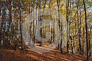 Red and orange warm sun illuminates the orange-red forest and forest path. Mojtin, Strazov mountains, Slovakia, Eastern Europe