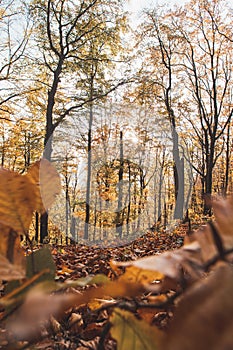 Červené a oranžové teplé slnko osvetľuje oranžovo-červený les a lesnú cestu. Mojtín, Strážovské hory, Slovensko, Východná Európa.