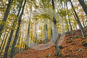 Červené a oranžové teplé slunce ozařuje oranžovo-červený les a lesní cestu. Mojtín, Strážovské hory, Slovensko, východní Evropa.