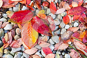 Red, Orange and Yellow Autumn Leaves Background