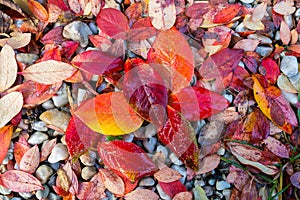 Red, Orange and Yellow Autumn Leaves Background