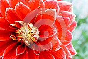 Red orange yellow dahlia ball fresh flower details macro photography with green out of focus background