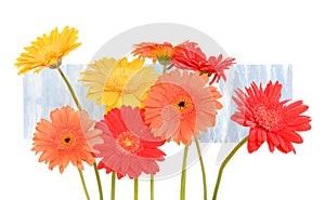 Red, orange, yellow daisies on blue background