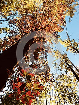 Red, orange, and yellow fall foliage in the autumn sun - TREES - FALL