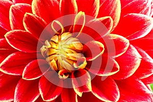 Red, orange and yellow flame dahlia flower with yellow center close up macro photo.