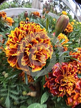 Red, Orange, Yellow flowers. Green foliage.