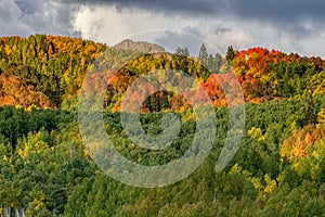 Red, orange, yellow and green aspen tree leaves while an autumn storm forms overhead.