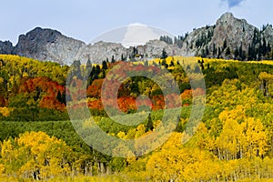 Red, Orange, Yellow and Green Aspens on Kebler Pass, Colorado