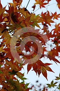 Red, Orange and Yellow Maple leaves Momiji at Eikando Temple in Kyoto