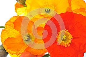 Red, Orange and yellow Poppy Flowers