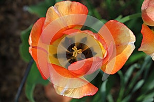 Red orange and yellow Tulip from above