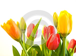 Red, Orange and Yellow Tulips