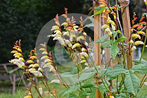 Red Orange Yellow White gradated flowers