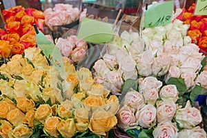 Red, orange, yellow, white and pink blooming roses.