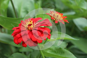 Red, Orange, and Yellow Zinnias in Full Bloom