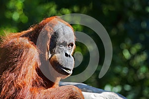 Red Orangutang