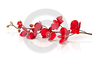 Red orchid photo